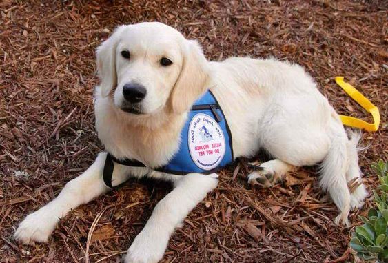 Psychiatric Service Dog Breeders: What You Need to Know