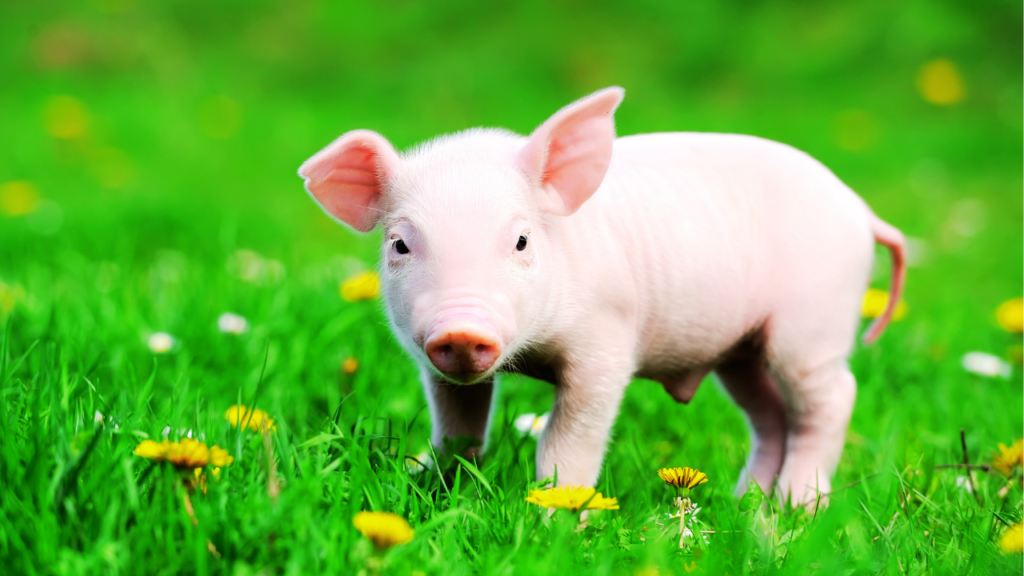 A young pink piglet standing in a green meadow with yellow and white flowers. The piglet has perked-up ears, bright eyes, and a curious expression, with a soft, smooth coat. The background is a blurred green field with scattered flowers.